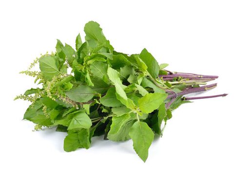 Basil leaves in the spray Nicode