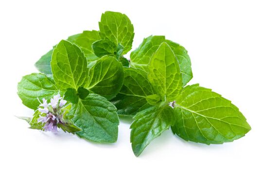 Mint leaves in the spray Nicode