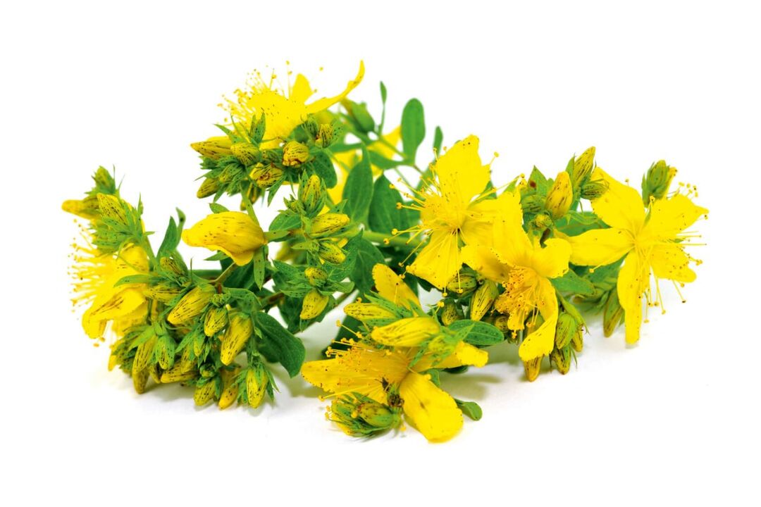 St. John's wort in the spray Nicode